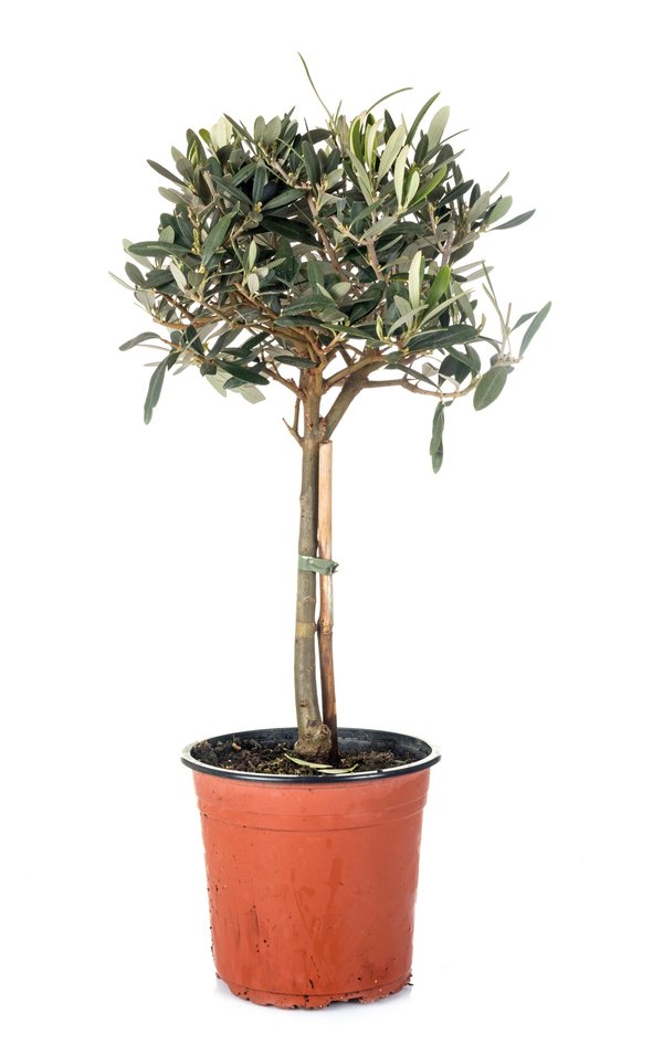 Entretenez votre olivier en pot cet hiver : conseils pratiques